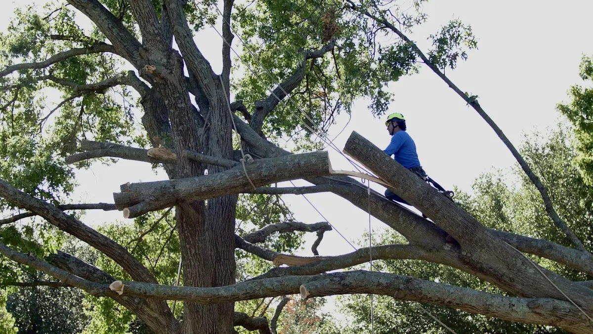 Professional Crown Thinning performed by certified arborists in Galloway